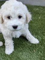 Napa, a female Cockapoo for sale in Richmond, CA – 2 of 6