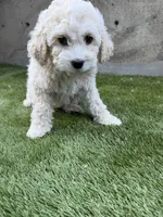Napa, a female Cockapoo for sale in Richmond, CA – 4 of 6