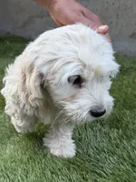 Luna, a female Cockapoo for sale in Richmond, CA – 5 of 5