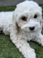 Sierra, a female Cockapoo for sale in Richmond, CA – 2 of 7