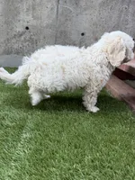 Sierra, a female Cockapoo for sale in Richmond, CA – 5 of 7