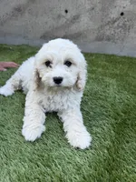 Sierra, a female Cockapoo for sale in Richmond, CA – 4 of 7
