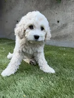 Napa, a female Cockapoo for sale in Richmond, CA – 5 of 6
