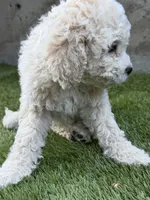 Napa, a female Cockapoo for sale in Richmond, CA – 6 of 6