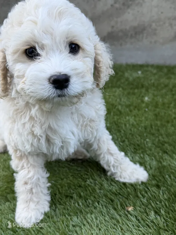 Napa – Cockapoo puppy for sale in Richmond, CA