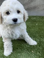 Napa, a female Cockapoo for sale in Richmond, CA – 1 of 6