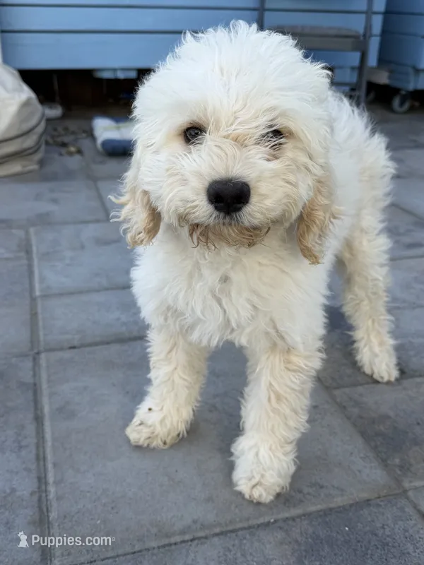 Napa – Cockapoo puppy for sale in Richmond, CA