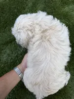 Luna, a female Cockapoo for sale in Richmond, CA – 4 of 5