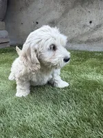 Luna, a female Cockapoo for sale in Richmond, CA – 2 of 5
