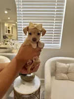 Chihuahua Girl, a female Chihuahua for sale in Downey, CA – Photo 4 of 4