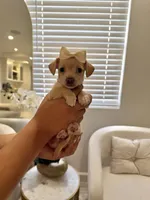 Chihuahua Girl, a female Chihuahua for sale in Downey, CA – Photo 2 of 4