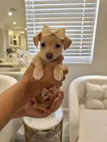 Chihuahua Girl, a female Chihuahua for sale in Downey, CA – Photo 3 of 4