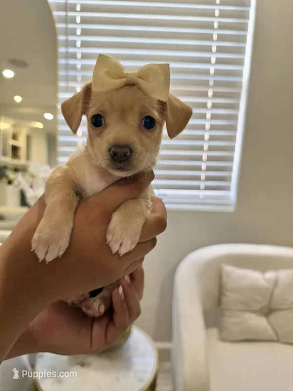 Chihuahua Girl – Chihuahua puppy for sale in Downey, CA