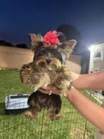 Yorkie Girl, a female Yorkshire Terrier for sale in Downey, CA – Photo 1 of 6