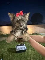 Yorkie Girl, a female Yorkshire Terrier for sale in Downey, CA – Photo 2 of 6