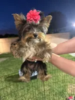 Yorkie Girl, a female Yorkshire Terrier for sale in Downey, CA – Photo 5 of 6