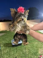 Yorkie Girl, a female Yorkshire Terrier for sale in Downey, CA – Photo 6 of 6