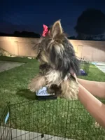 Yorkie Girl, a female Yorkshire Terrier for sale in Downey, CA – Photo 3 of 6