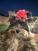 Yorkie Girl, a female Yorkshire Terrier for sale in Downey, CA – Photo 4 of 6