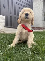 Buddy, a male Goldendoodle for sale in Downey, CA – Photo 2 of 3