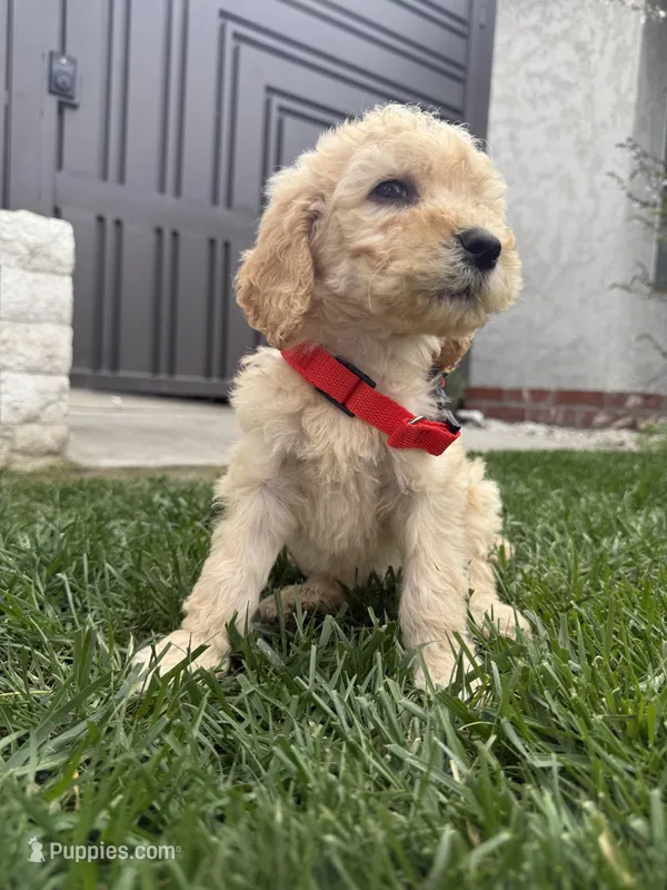 Buddy – Goldendoodle puppy for sale in Downey, CA