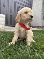 Buddy, a male Goldendoodle for sale in Downey, CA – Photo 1 of 3