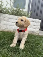 Buddy, a male Goldendoodle for sale in Downey, CA – Photo 3 of 3