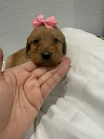 Daisy, a female Goldendoodle for sale in Norwalk, CA – Photo 2 of 2