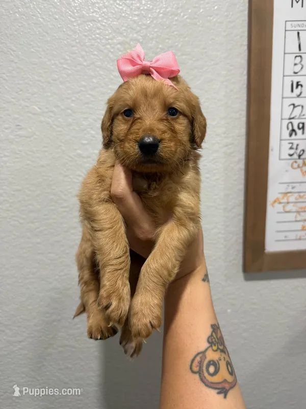 Daisy, a female Goldendoodle for sale in Norwalk, CA – Photo 1 of 2
