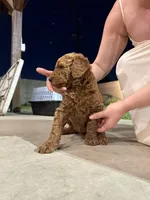 Molly, a female Poodle - Standard  for sale in Downey, CA – Photo 4 of 5