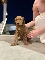 Molly, a female Poodle - Standard  for sale in Downey, CA – Photo 1 of 5