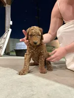 Molly, a female Poodle - Standard  for sale in Downey, CA – Photo 2 of 5