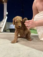 Molly, a female Poodle - Standard  for sale in Downey, CA – Photo 5 of 5