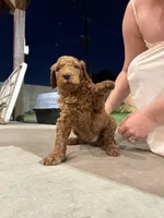 Molly, a female Poodle - Standard  for sale in Downey, CA – Photo 3 of 5