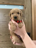 Goldendoodle Boy, a male Goldendoodle for sale in Downey, CA – Photo 2 of 6