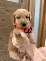 Goldendoodle Boy, a male Goldendoodle for sale in Downey, CA – Photo 5 of 6