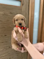 Goldendoodle Boy, a male Goldendoodle for sale in Downey, CA – Photo 6 of 6