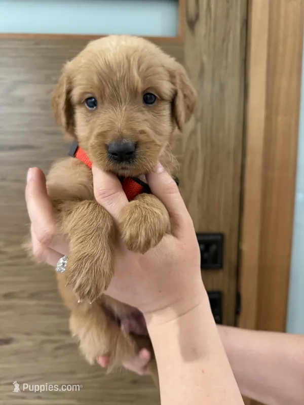 Goldendoodle Boy – Goldendoodle puppy for sale in Downey, CA