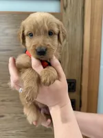 Goldendoodle Boy, a male Goldendoodle for sale in Downey, CA – Photo 1 of 6