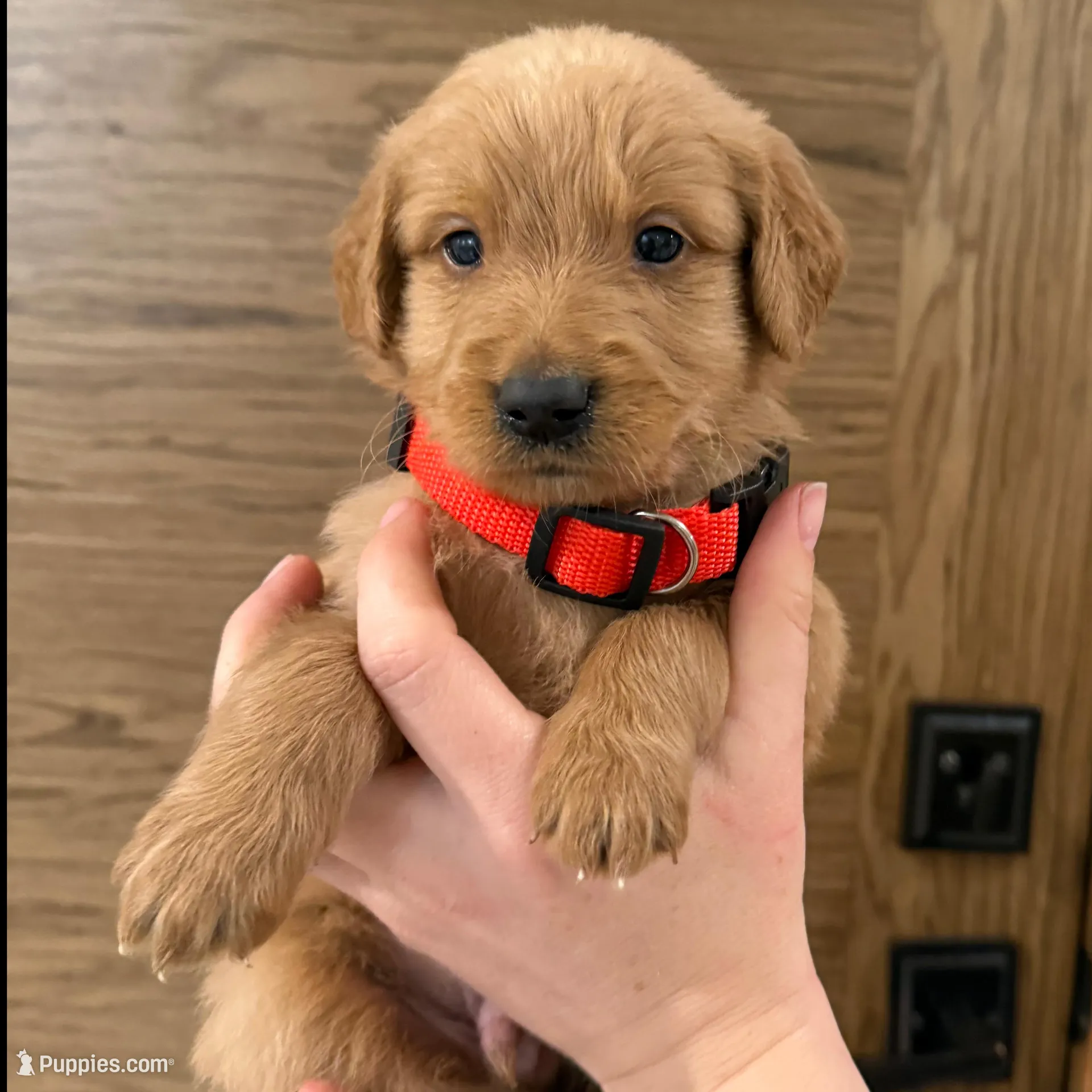 Goldendoodle Boy, a male Goldendoodle for sale in Downey, CA – Photo 4 of 6
