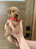 Goldendoodle Boy, a male Goldendoodle for sale in Downey, CA – Photo 3 of 6