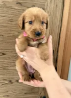 Goldendoodle Girl , a female Goldendoodle for sale in Downey, CA – Photo 1 of 4