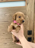 Goldendoodle Girl , a female Goldendoodle for sale in Downey, CA – Photo 2 of 4