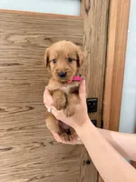 Goldendoodle Girl , a female Goldendoodle for sale in Downey, CA – Photo 4 of 4