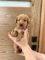 Goldendoodle Girl , a female Goldendoodle for sale in Downey, CA – Photo 3 of 4