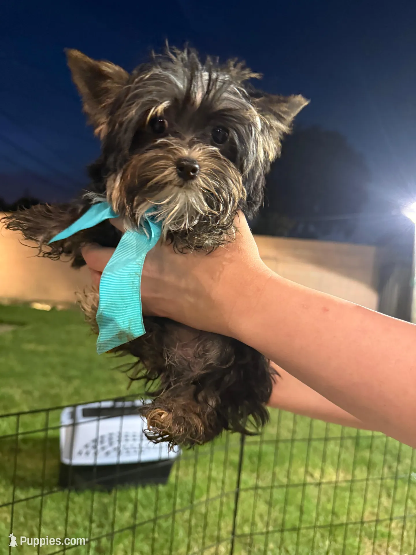 Yorkshire Boy  – Yorkshire Terrier puppy for sale in Downey, CA