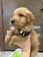 Goldendoodle Boy, a male Goldendoodle for sale in Downey, CA – Photo 2 of 4