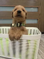 Goldendoodle Boy, a male Goldendoodle for sale in Downey, CA – Photo 3 of 4