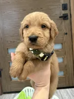 Goldendoodle Boy, a male Goldendoodle for sale in Downey, CA – Photo 1 of 4