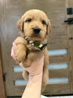 Goldendoodle Boy, a male Goldendoodle for sale in Downey, CA – Photo 4 of 4